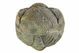 Long Enrolled Bumy Morocops Trilobite - Morocco #252663-1